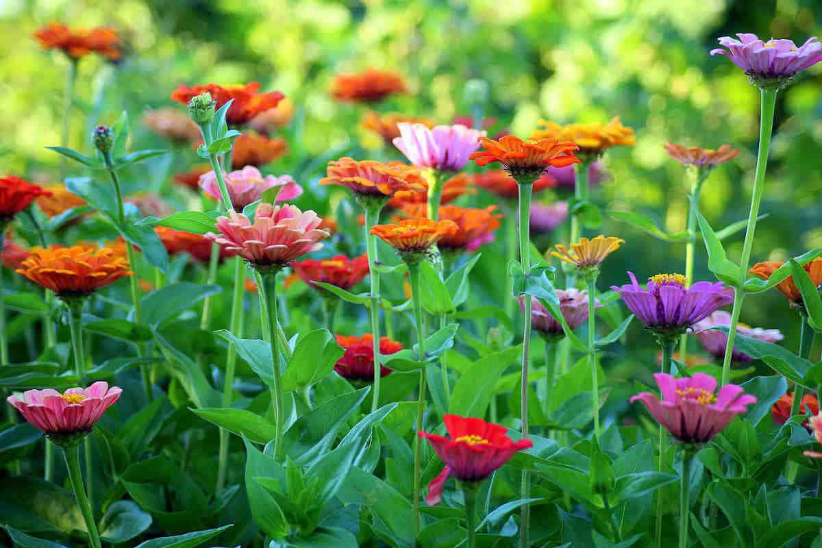 NEW Flower Cutting Garden Box | Mixed Zinnia | Mother's Day