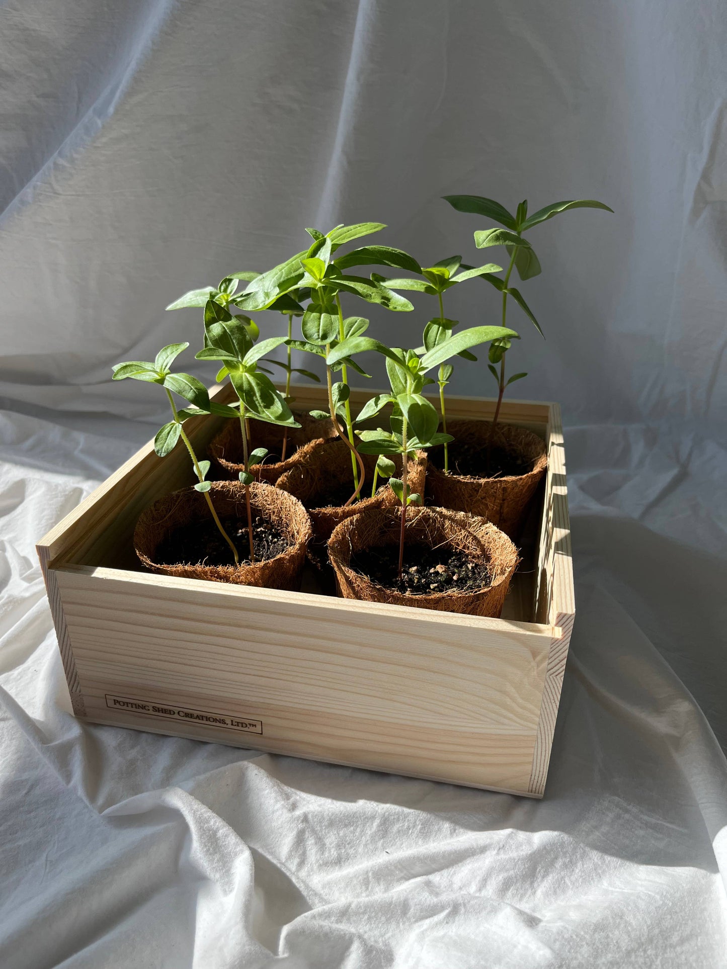 NEW Flower Cutting Garden Box | Mixed Zinnia | Mother's Day