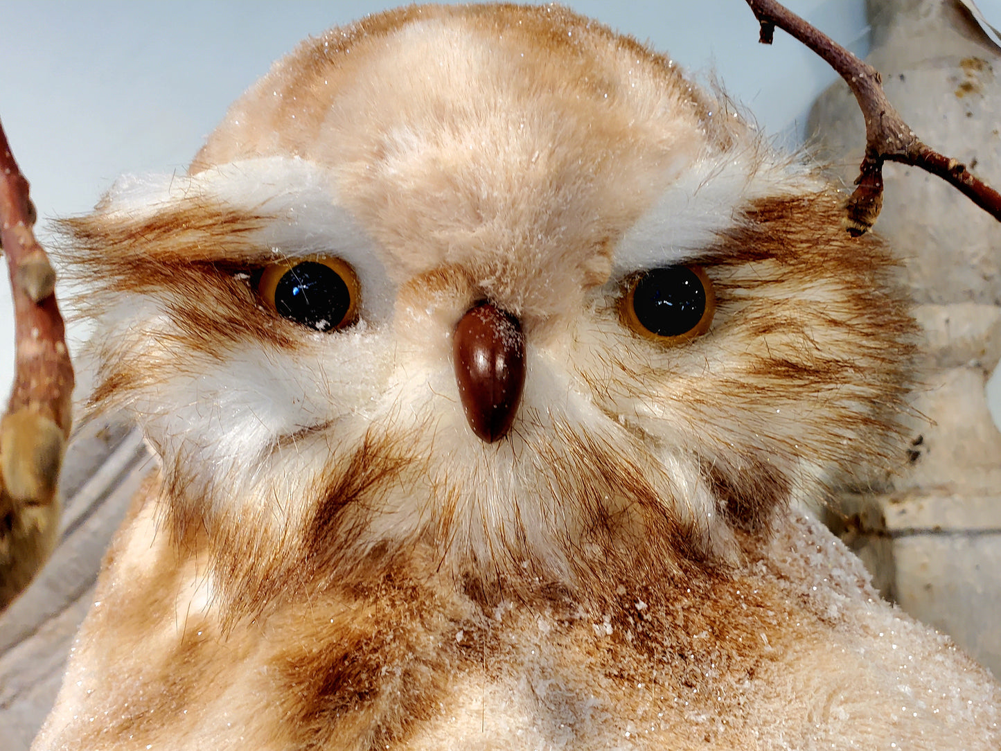 Frosty Iced Owl - Large