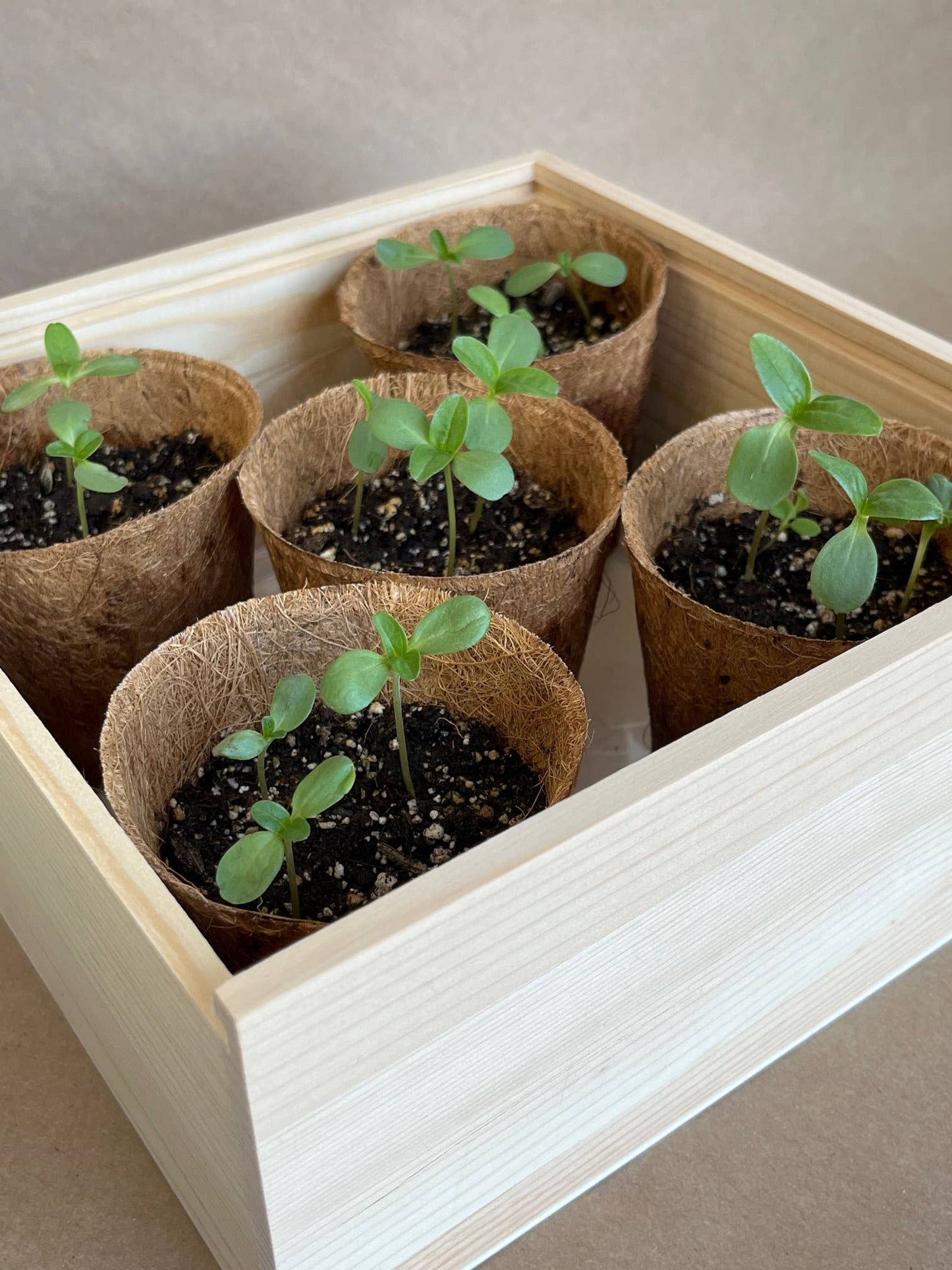 NEW Flower Cutting Garden Box | Mixed Zinnia | Mother's Day