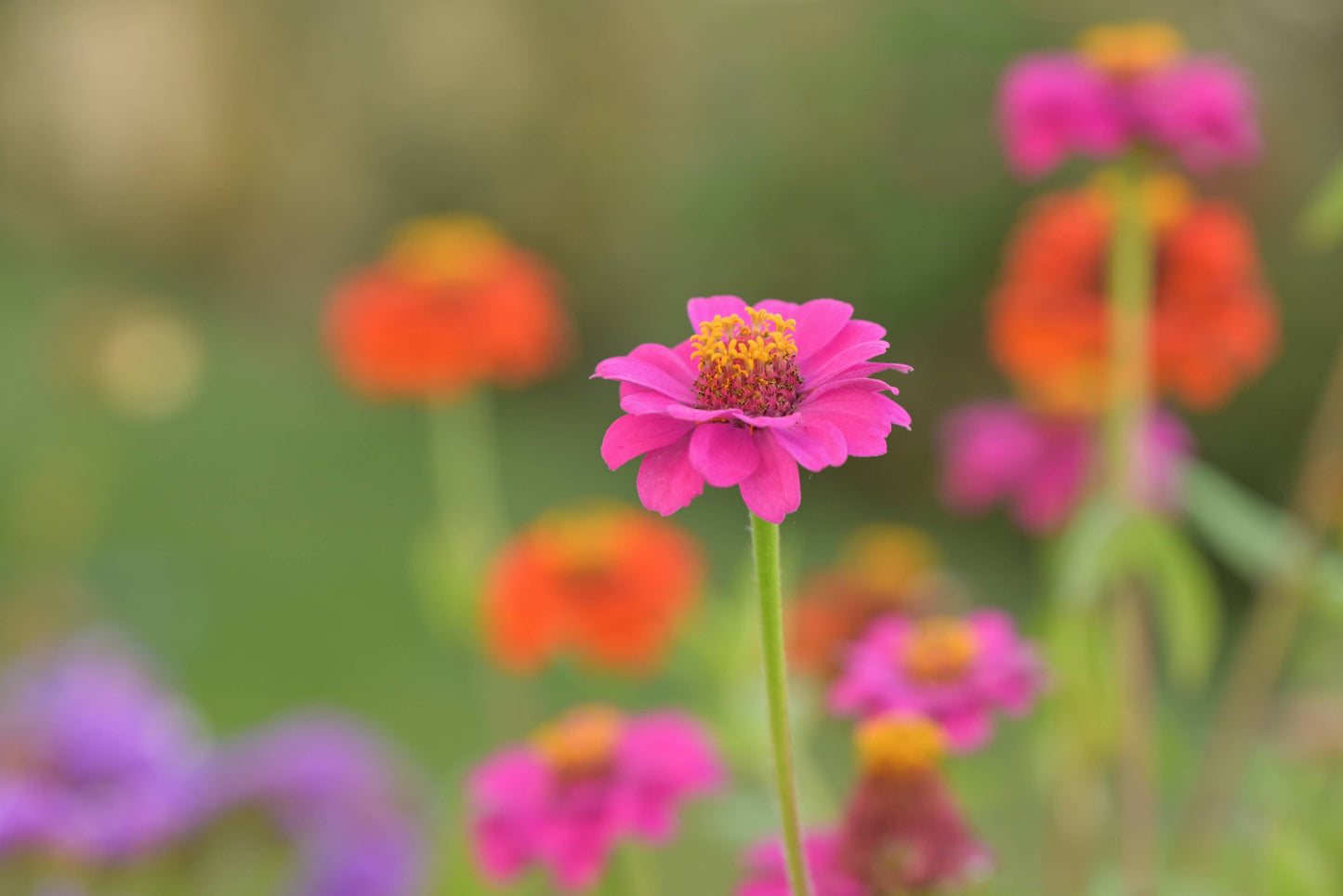 NEW Flower Cutting Garden Box | Mixed Zinnia | Mother's Day